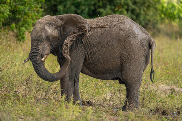 Fototapeta premium African bush elephant blowing mud over ear