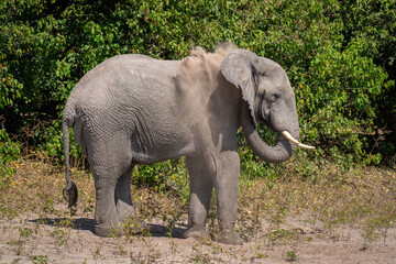 Fototapeta na wymiar African bush elephant blows sand over shoulder