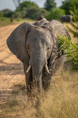 Fototapeta premium African bush elephant by track facing camera