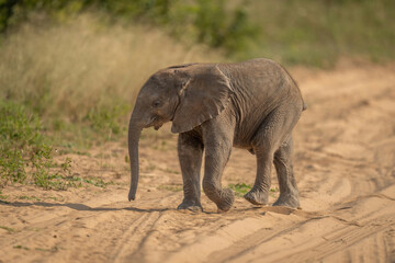 Fototapeta premium African bush elephant calf crosses sandy track