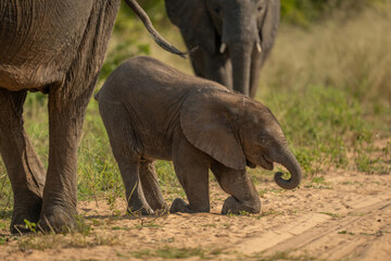 African bush elephant calf kneeling on track