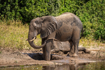 African bush elephant squirts mud over leg