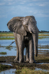 African bush elephant stands covered in mud