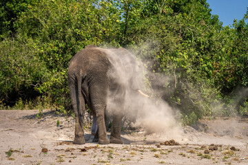 Obraz premium African bush elephant stands covered in dust
