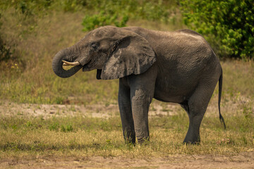 Fototapeta na wymiar African bush elephant stands drinking from river