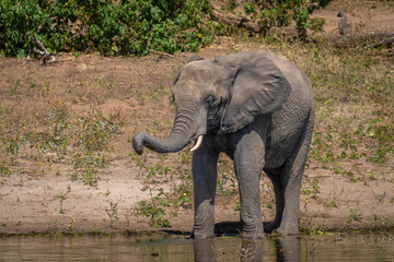 African bush elephant stands drinking in river