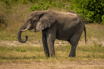 African bush elephant stands drinking on riverbank