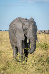 African bush elephant stands eating in savannah