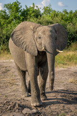 African bush elephant stands lifting head up