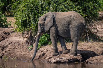African bush elephant stands on riverbank drinking