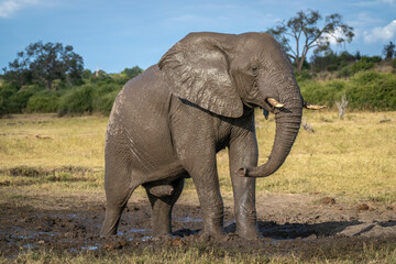 African bush elephant stands on muddy ground