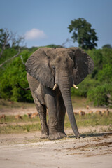 Naklejka na ściany i meble African bush elephant stands on sandy riverbank