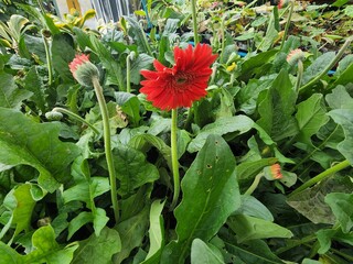 Gerbera jamesonii is a beautiful flowering herbaceous plant. Native to South America It is a flower that is very popular. It is a single tufted bouquet at the tip of many colors.