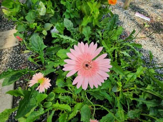 Gerbera jamesonii is a beautiful flowering herbaceous plant. Native to South America It is a flower that is very popular. It is a single tufted bouquet at the tip of many colors.