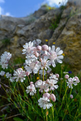 Taubenkropf-Leimkraut (Silene vulgaris)