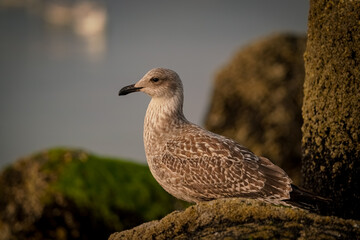 Möwe am Strand