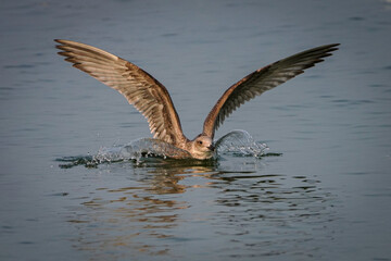 Möwe am Strand