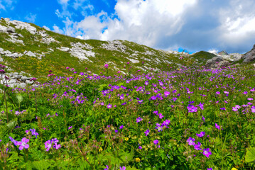 Wald-Storchschnabel (Geranium sylvaticum) in den  Lechtaler Alpen