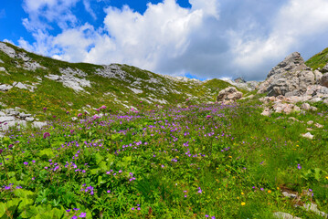 Wald-Storchschnabel (Geranium sylvaticum) in den  Lechtaler Alpen
