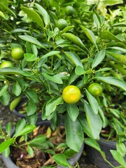 Citrus japonica is a medium-sized shrub. Shiny fresh green leaves, white flowers. Has the same effect as a small orange, contains vitamin C.