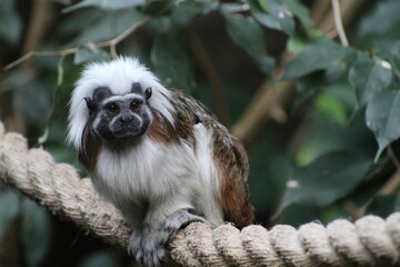 a pinche mankey / cotton-top tamarin