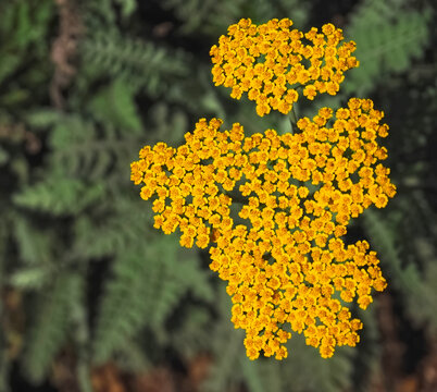 yarrow plants achillea clypeolata with yellow blossoms