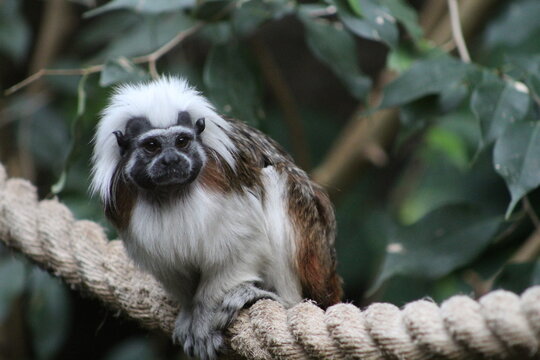 a pinche mankey / cotton-top tamarin