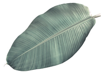 Green banana leaf with transparent background