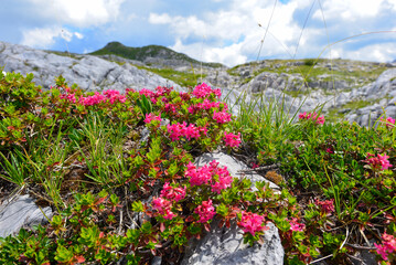 Bewimperte Alpenrose in den Lechtaler Alpen (Österreich)	