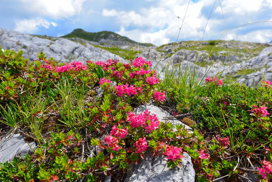 Bewimperte Alpenrose in den Lechtaler Alpen (&Ouml;sterreich)	