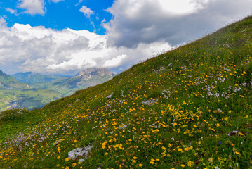 Fototapeta na wymiar Schafalpe am Rüfikopf in den Lechtaler Alpen, Österreich