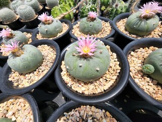 Lophophora hybrid is a succulent plant cactus. No thorns, plump green stems with a unique pattern with pink flowers.