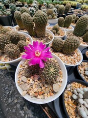Sulcorebutia Canigueralii is a succulent cactus. Green stems have small spikes around the stems of bright pink flowers.