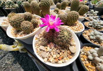 Sulcorebutia Canigueralii is a succulent cactus. Green stems have small spikes around the stems of bright pink flowers.