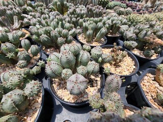 Euphorbia Pseudoglobosa It is a rare endemic succulent cactus. It grows along the rocky green succulent stems of a hexagonal rod shape, without leaves and without thorns.