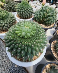 Gymnocalycium Baldianum Cristata is a succulent plant cactus with thorny green stems around the stems and bright flowers.