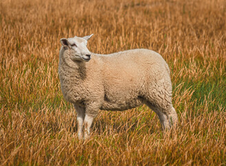 Schafe in den Dünen
