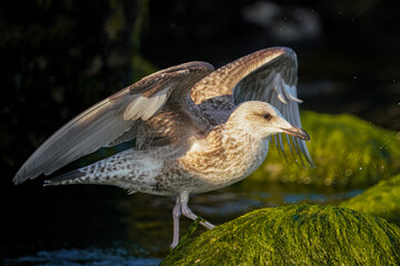 Möwen am Strand
