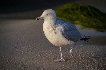 Möwen am Strand
