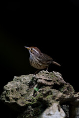 Forehead to occiput, dark red brown White or brown eyebrows, face body. The underside is white with large stripes, greenish brown. Body above, greenish.