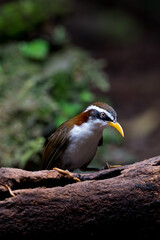 White-browed Scimitar Babbler stand on tree in the forest. Phetchaburi, Thailand.