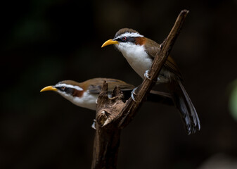 White-browed Scimitar Babbler stand on tree in the forest. Phetchaburi, Thailand.