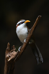 White-browed Scimitar Babbler stand on tree in the forest. Phetchaburi, Thailand.