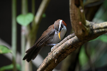 White-browed Scimitar Babbler stand on tree in the forest. Phetchaburi, Thailand.
