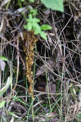 鈴なりの状態で巣立ちの準備中のアシナガバチ