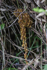 鈴なりの状態で巣立ちの準備中のアシナガバチ