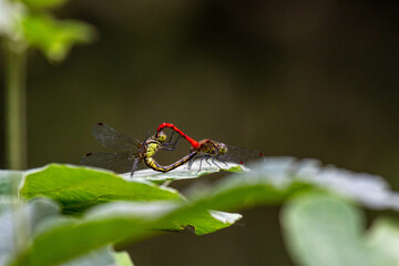 アキアカネの種の保存
