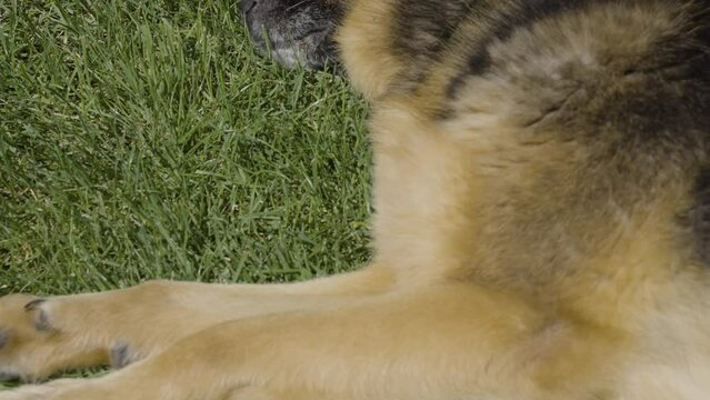 Dog sleeping on grass