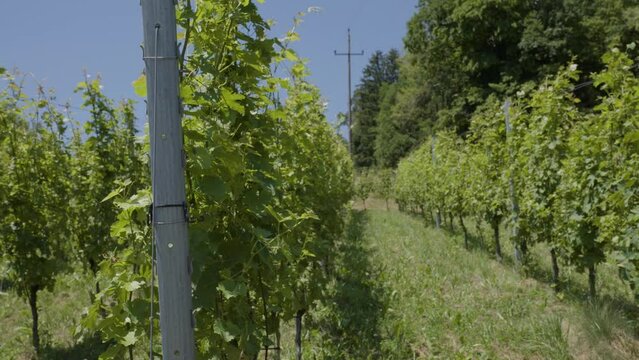 Weinreben eines Weinguts