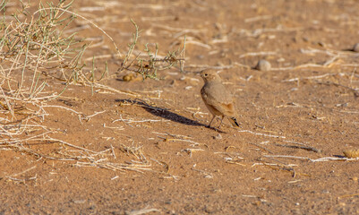Desert Lark